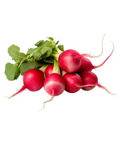 Rábano fresco