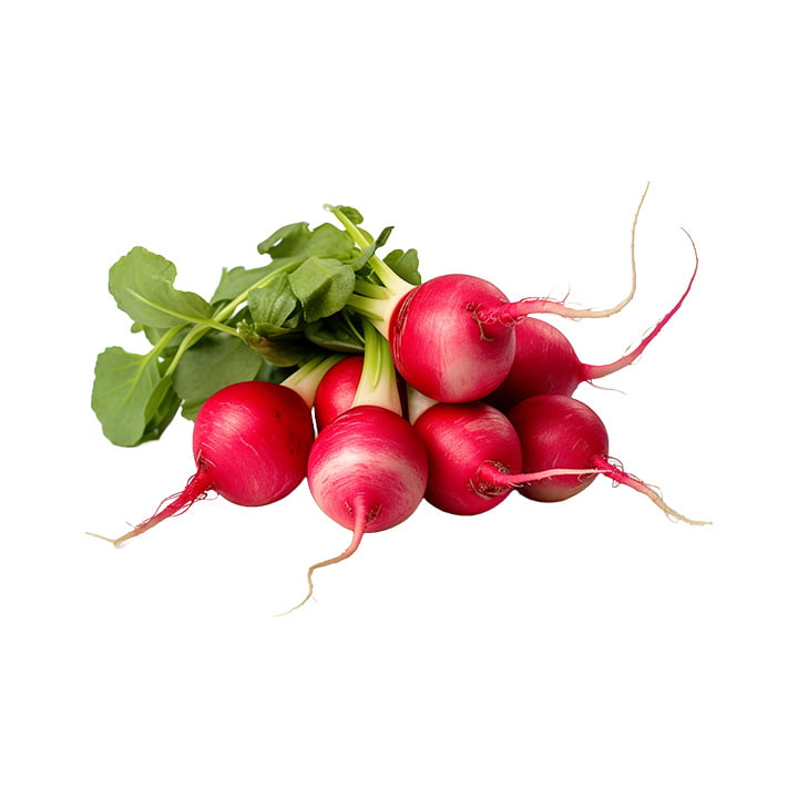 Rábano fresco
